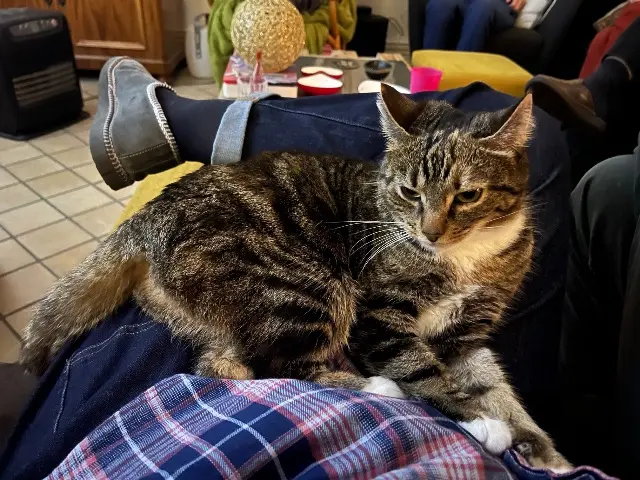 chatte lost   38790 Saint-Georges-d'Espéranche Spring