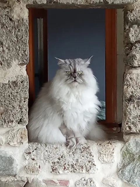 chat lost   38470 Têche Touss