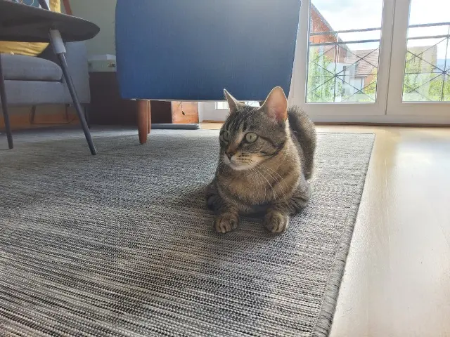 chatte lost   38250 Lans-en-Vercors Tsunami