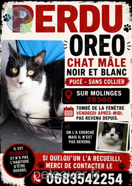 chat lost 39360 Chassal-Molinges Oreo