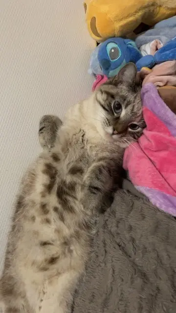 chatte lost   39220 Bois-d'Amont Vaiana