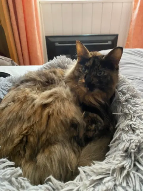 chatte lost   40800 Aire-sur-l'Adour Tequila