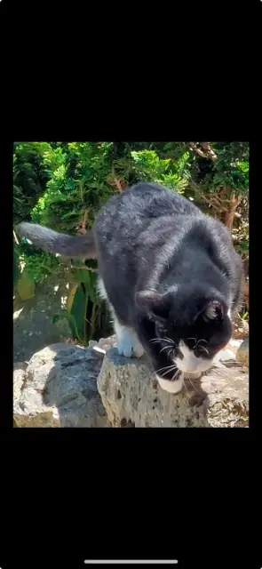 chatte lost   41100 Saint-Firmin-des-Prés Boubou