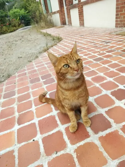 Kater vermisst 41200 Romorantin-Lanthenay Puma Kater lost 41200 Romorantin-Lanthenay Puma