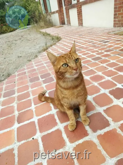 gato perdido 41200 Romorantin-Lanthenay Puma gato lost 41200 Romorantin-Lanthenay Puma