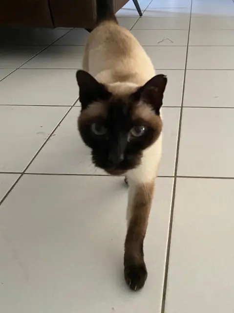 cat lost   41800 Les Roches-l'Évêque Sethi
