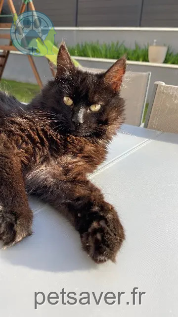 cat lost 42650 Saint-Jean-Bonnefonds Doudou cat lost 42650 Saint-Jean-Bonnefonds Doudou