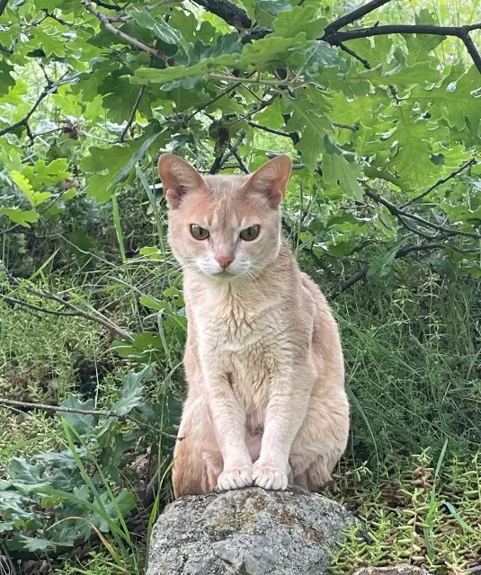chatte lost   42520 Malleval Kikapu
