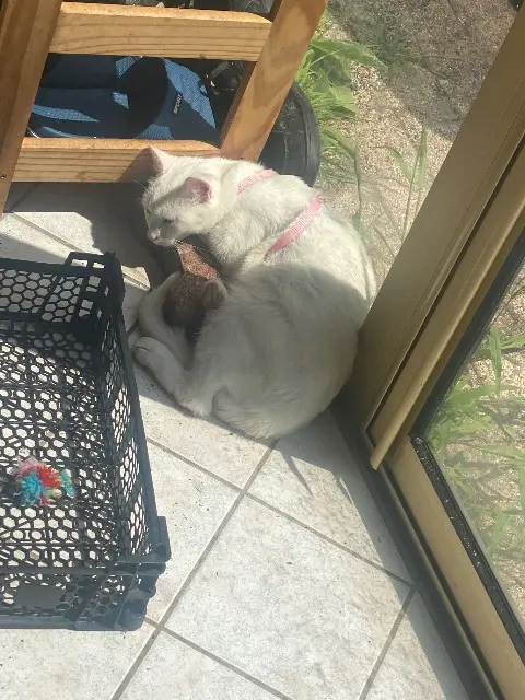 chatte lost   42360 Panissières Vodka