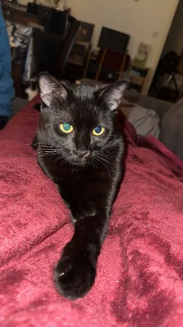 chat lost   43700 Brives-Charensac Berlioz