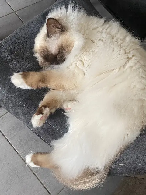 chat lost   44880 Sautron Archie