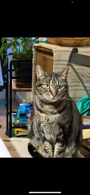 chat lost   44170 Marsac-sur-Don Booba