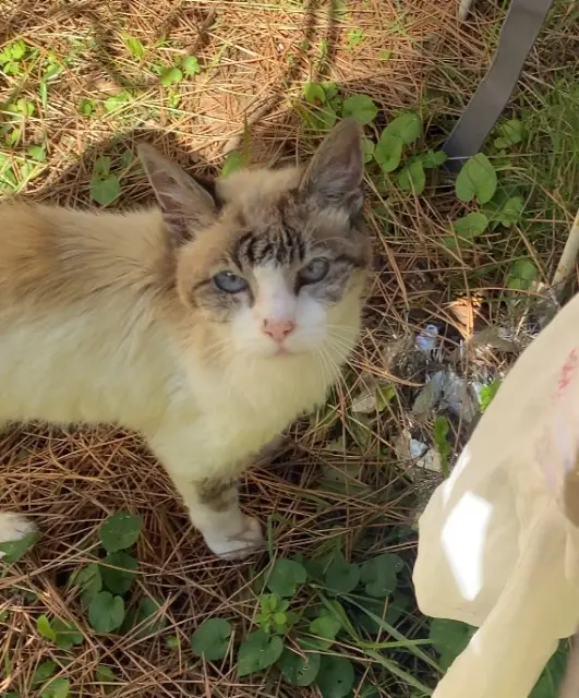 chat lost   44119 Treillières Choumi