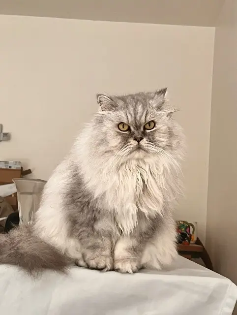 chat lost   44780 Missillac Flamme