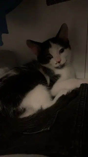 chatte lost    Nantes Chems