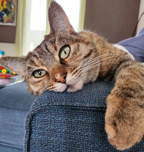 chatte lost   44980 Sainte-Luce-sur-Loire Noodle