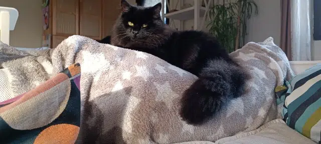 chat lost   44140 Le Bignon Pacha