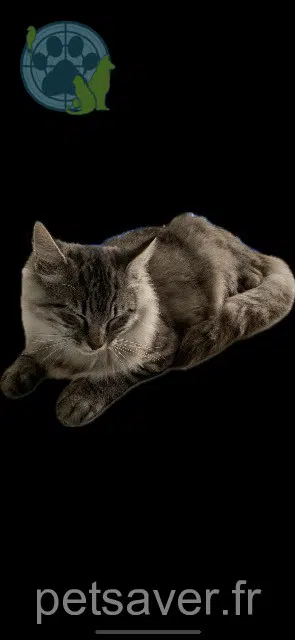 cat lost    Chaumes-en-Retz Silver