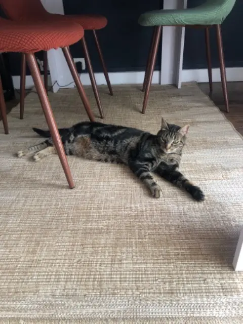 chat lost   44800 Saint-Herblain Tartine