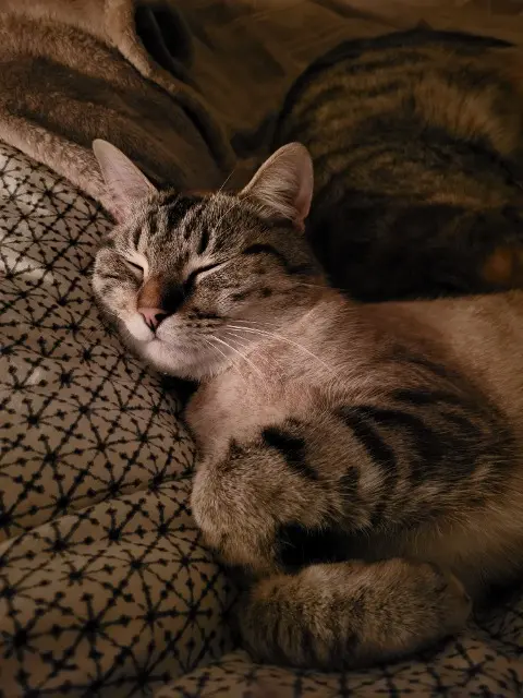 chat lost   44460 Saint-Nicolas-de-Redon Tom