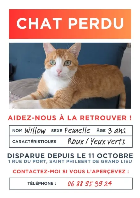 chatte lost   44310 Saint-Philbert-de-Grand-Lieu Willow