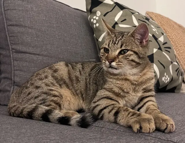 chat lost   45210 Ferrières-en-Gâtinais Minus