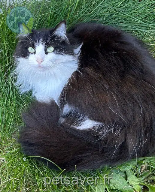 chatte lost    Orléans Miumiu