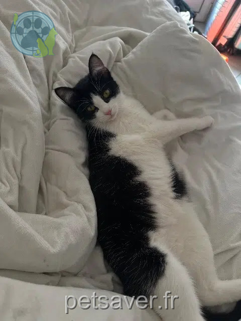 chatte lost   47300 Villeneuve-sur-Lot June