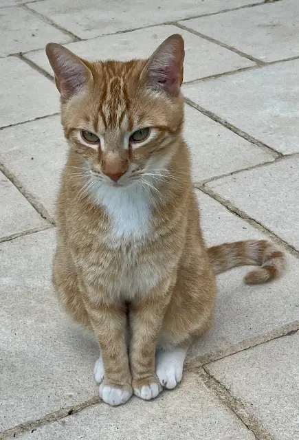 chat lost   47330 Castillonnès Sunny