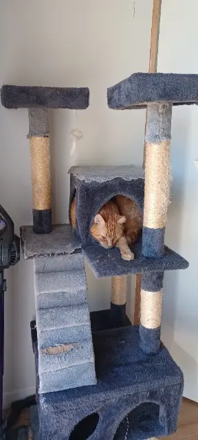 chat perdu Angers Donuts chat lost Angers Donuts