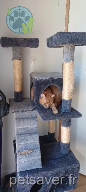 gatto perso Angers Donuts gatto lost Angers Donuts
