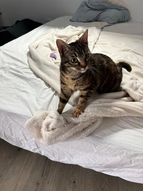 chatte lost   49290 Chalonnes-sur-Loire BOO