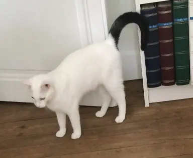 chat lost   49124 Saint-Barthélemy-d'Anjou Flocon