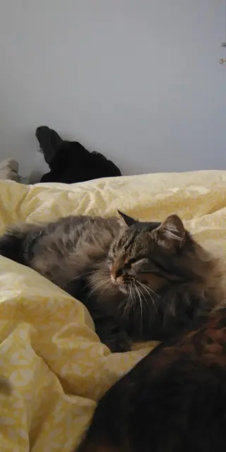 chat lost   49110 Montrevault-sur-Èvre Koumal