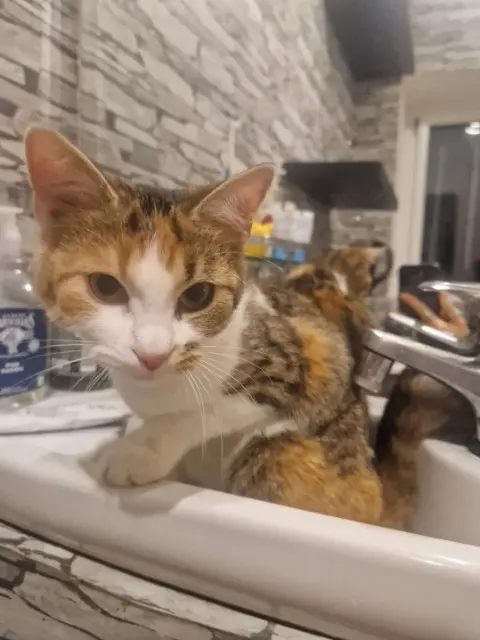 chatte lost   49080 Bouchemaine Zia