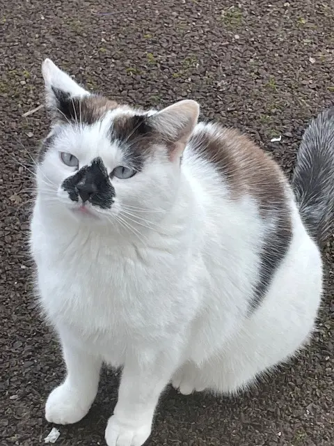 chat lost    Picauville Gasper