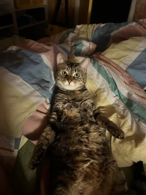 chatte lost   50270 Les Moitiers-d'Allonne TISHA
