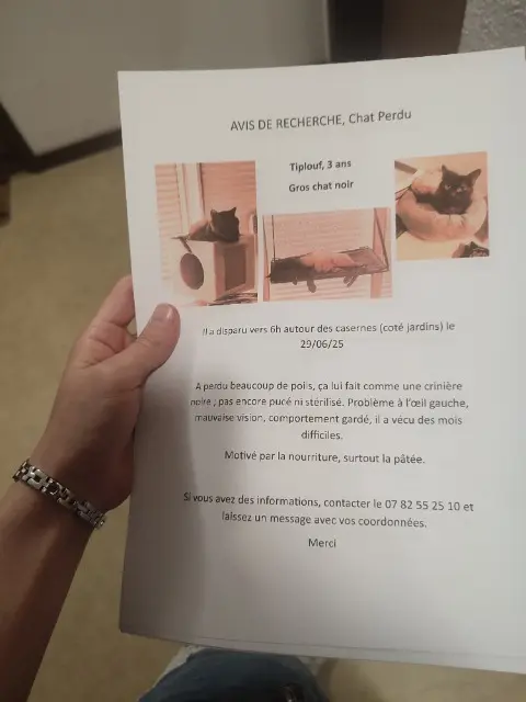chat lost   51200 Épernay Tiplouf