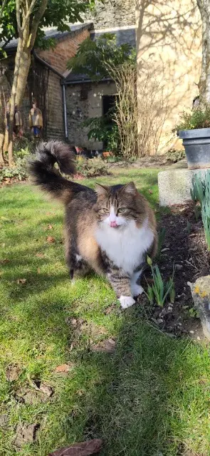 chatte lost   53260 Parné-sur-Roc Luna