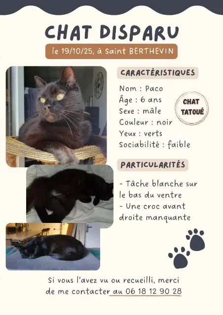 chat lost   53940 Saint-Berthevin Paco