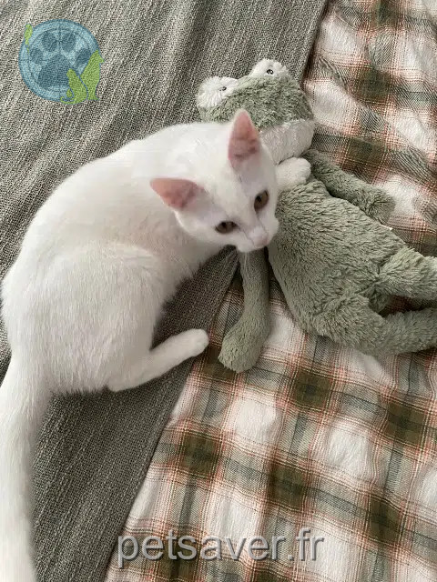 chatte lost   54500 Vandœuvre-lès-Nancy Daphnée