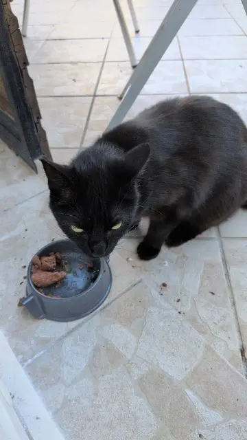 chatte lost   54140 Jarville-la-Malgrange Joy