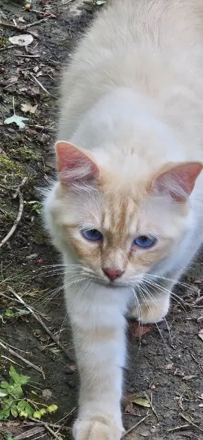 chat lost   54130 Saint-Max Tigros