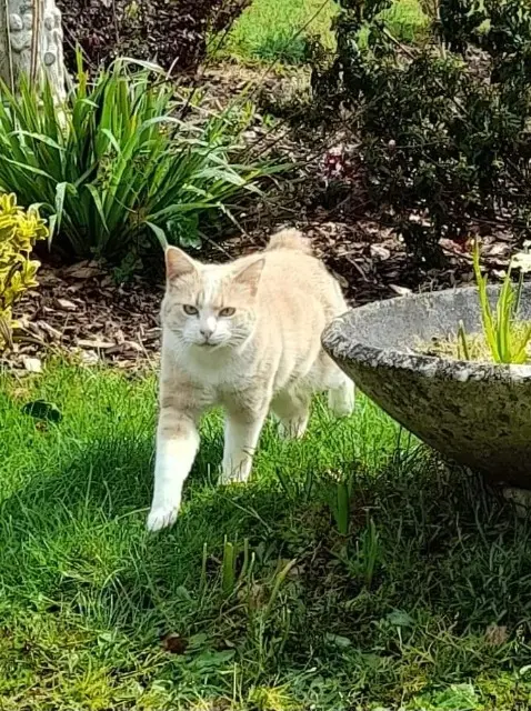 chat lost   56580 Rohan Barney