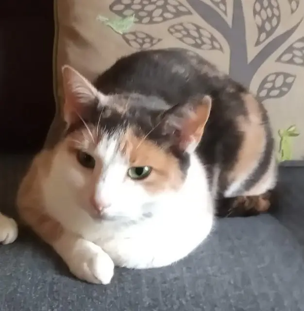 chatte lost   56350 Saint-Vincent-sur-Oust Mini Me