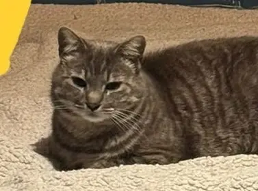 chatte lost   56000 Vannes Poke