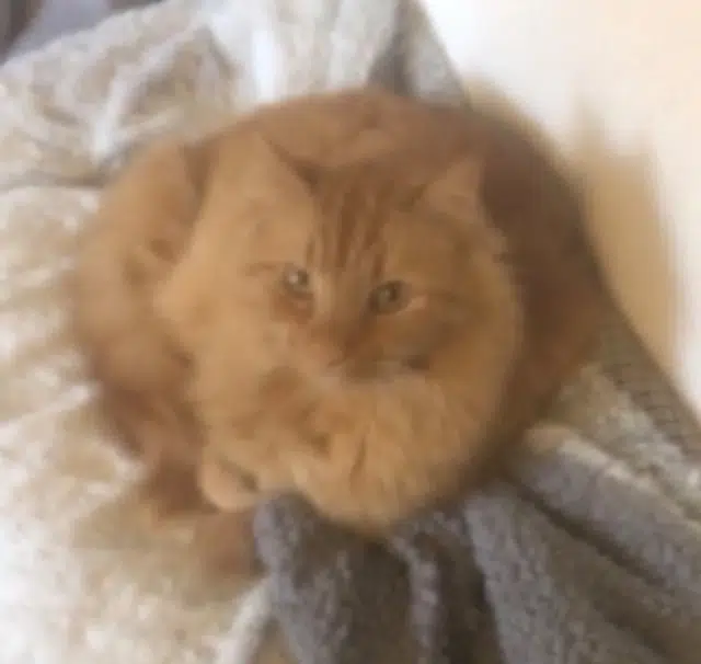 chat lost   56300 Pontivy Seth