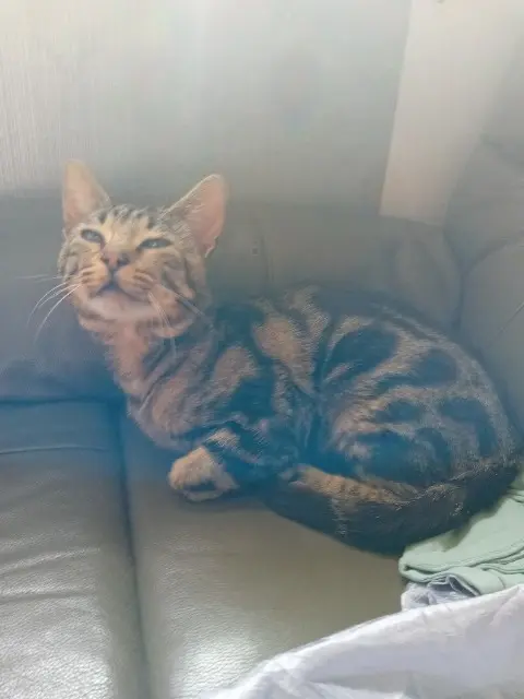 chat lost   56260 Larmor-Plage Speedy