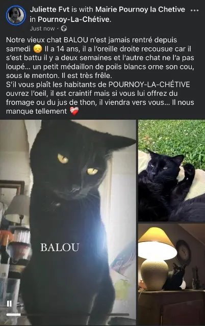 kater vermist 57420 Pournoy-la-Chétive Balou kater lost 57420 Pournoy-la-Chétive Balou