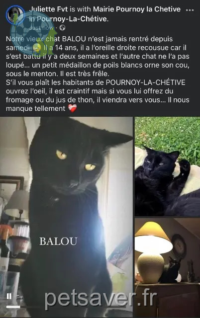 gato perdido 57420 Pournoy-la-Chétive Balou gato lost 57420 Pournoy-la-Chétive Balou